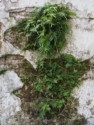 Plants growing in the walls